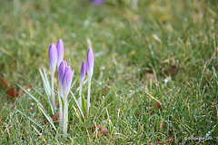 New Life in the Courtyard #6