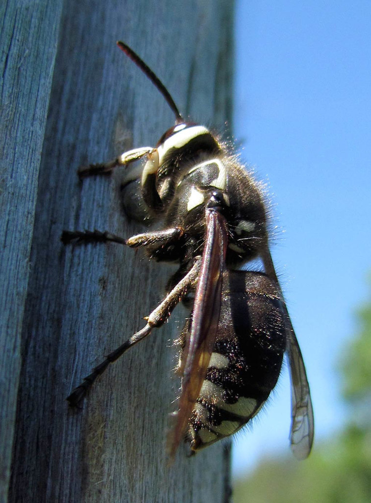 Bald Faced Hornet on Post