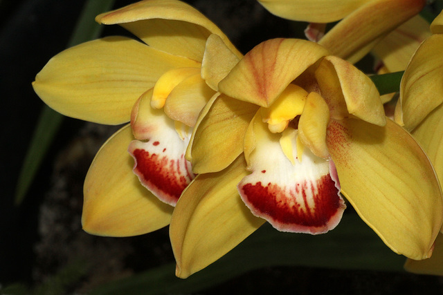Cymbidium