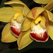 Cymbidium