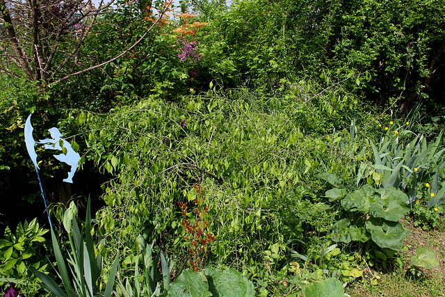 Euonymus bungeanus pendulus