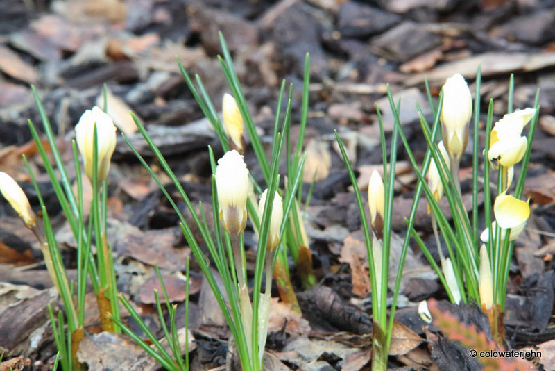 New Life in the Courtyard #5