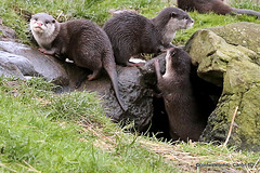 Otter Family