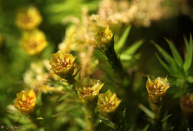 Moss Flowers