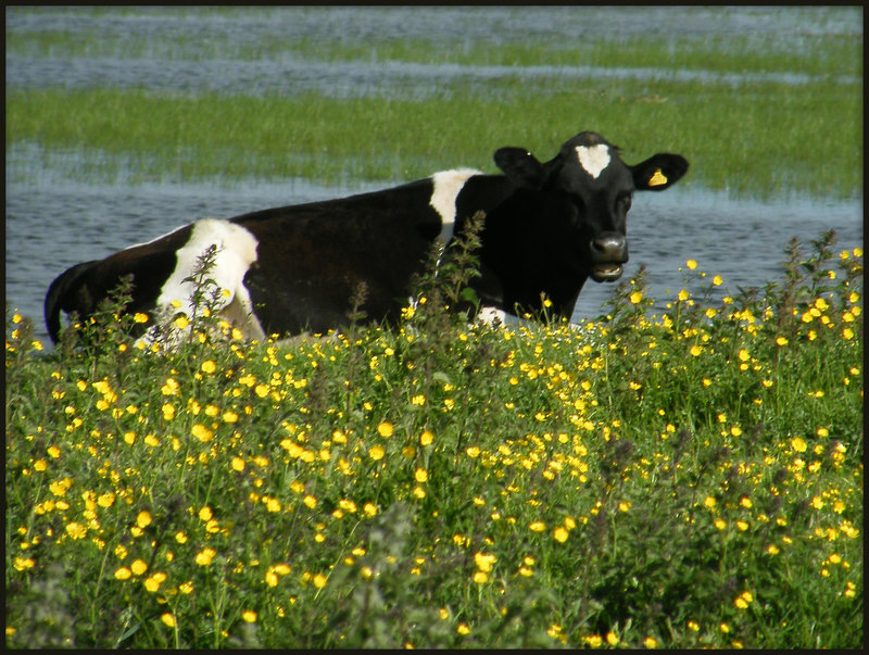 laughing cow