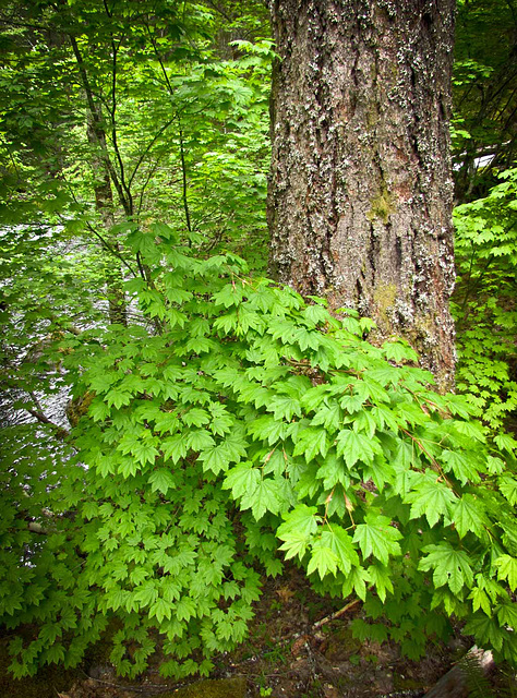 Conifer Cloaked in Vine Maple