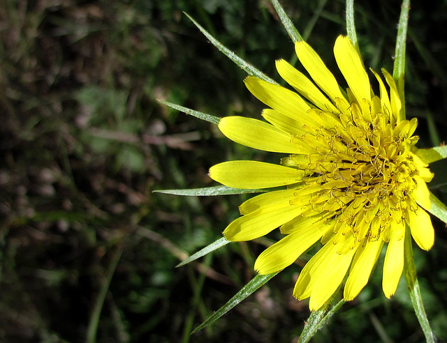 Goatsbeard