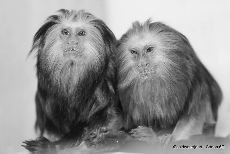 Mr and Mrs Golden Tamarin