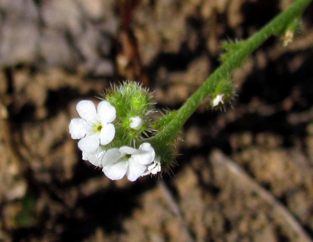 miniwhitebouquet