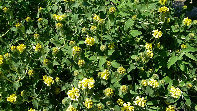 Euréka j'ai trouvé : Sauge de Jérusalem ou Phlomis Fructicosa