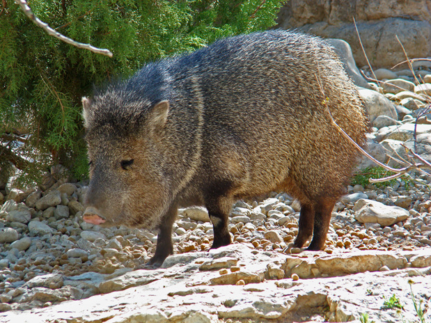 Javelina