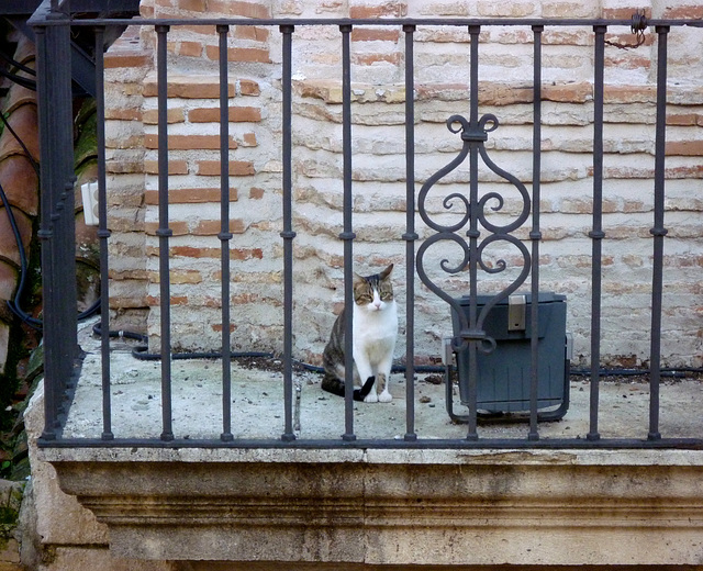 Bell-Tower Cat