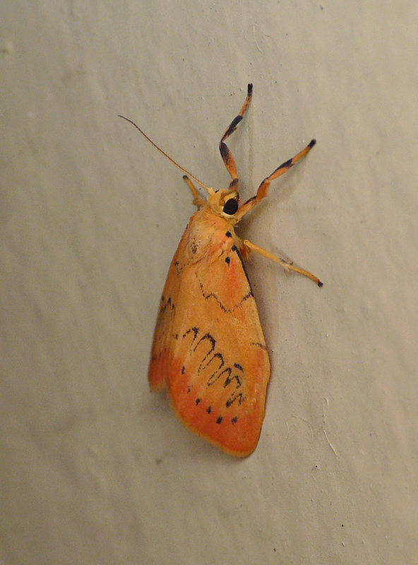 Rosy Footman Side