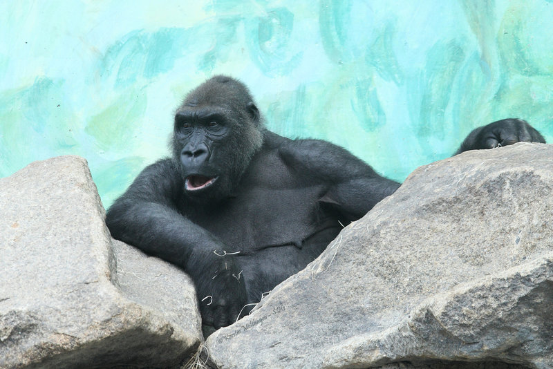 Gorilla (Hellabrunn)