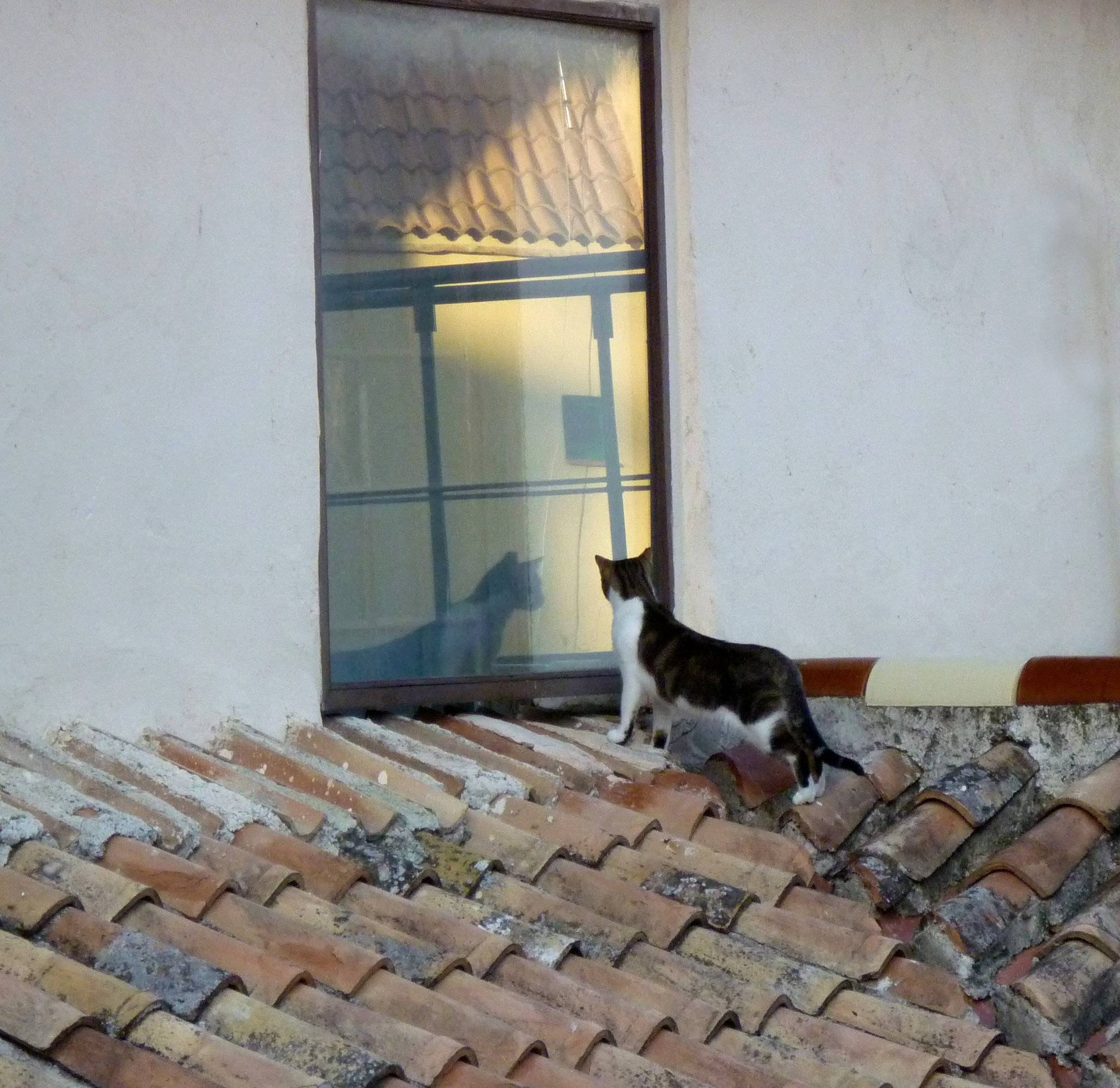 Rooftop Cat