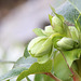 New Life in the Courtyard #2