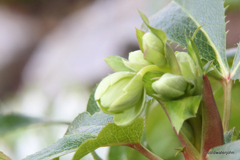 New Life in the Courtyard #2