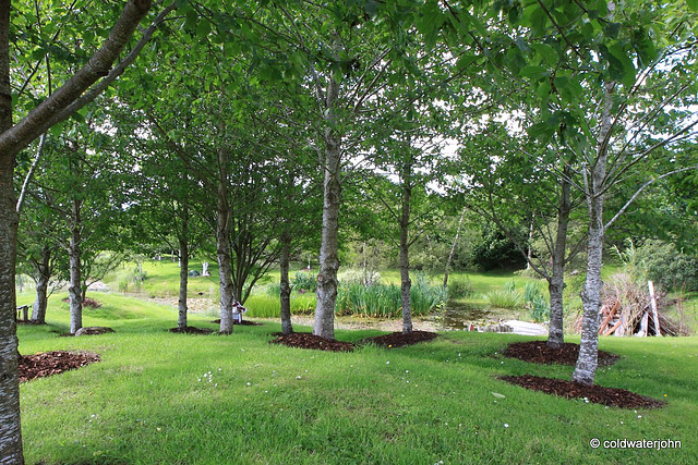 Early July Sunshine series - pond garden