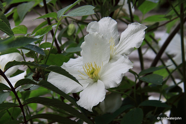 Clematis climbing through the Rowan tree