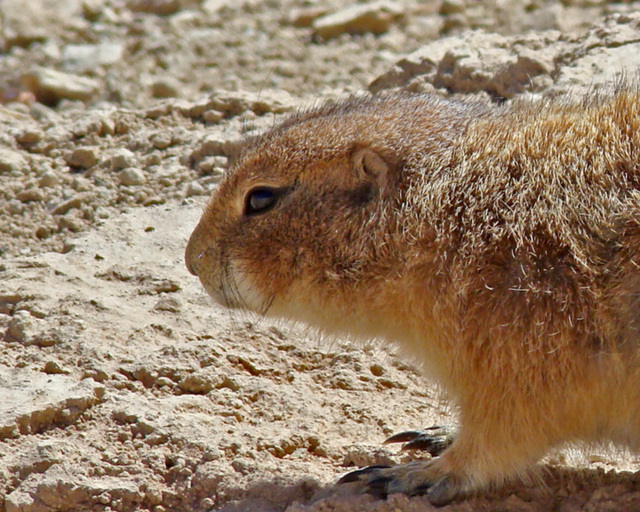 Prairie Dog