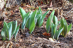 New Life in the Courtyard #1