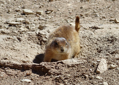 Prairie Dog