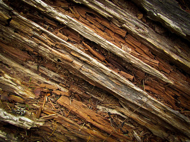 Rotting Tree Detail