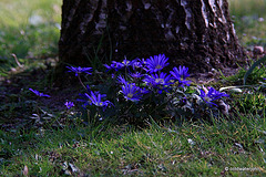 Anemones under the oaks