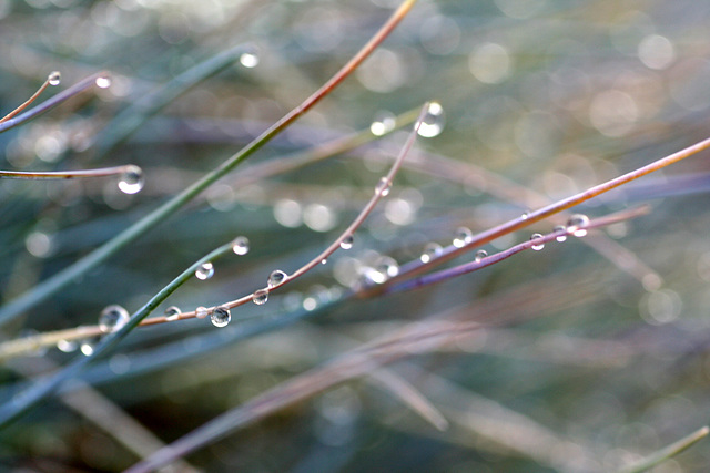 Raindrops and Dew #4