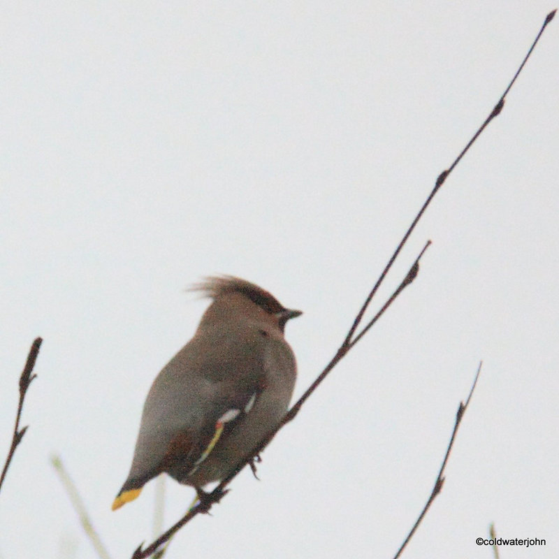 Scandinavian Waxwing