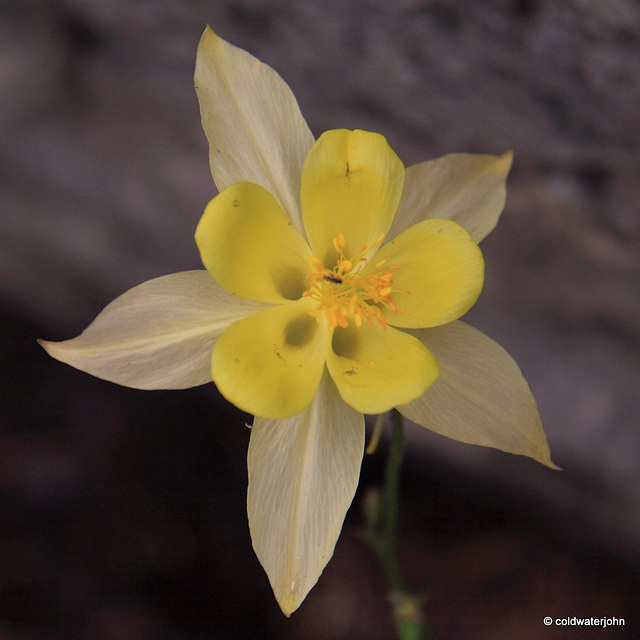 "Yellow Queen"