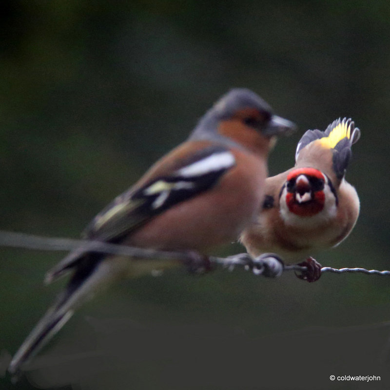 Get off my perch.... Now!