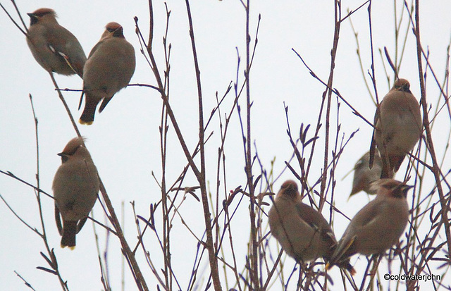 A flock of Scandinavian Waxwings