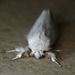 Brown-tail Moth Face