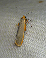 Scarce Footman Side