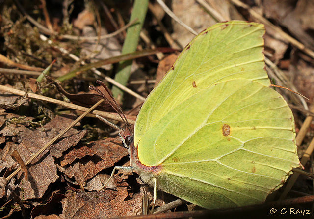 Brimstone Butterfly Finally!