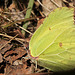 Brimstone Butterfly Finally!