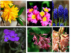 What's flowering in the courtyard this morning?