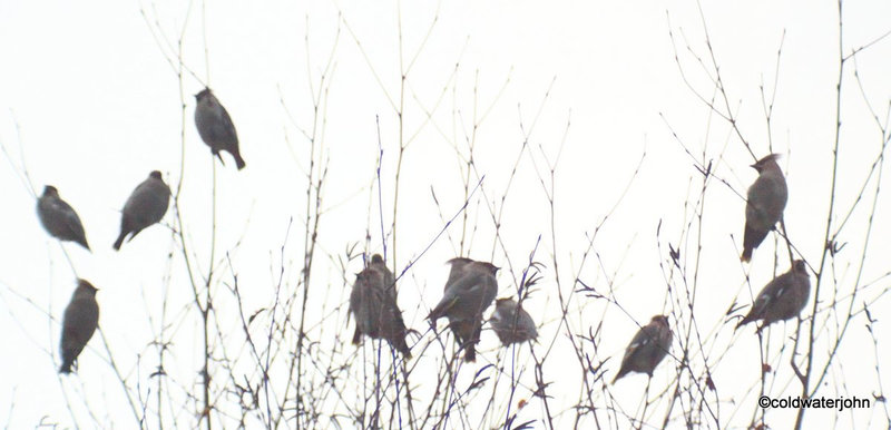 A flock of Scandinavian Waxwings