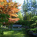 Japanese Garden