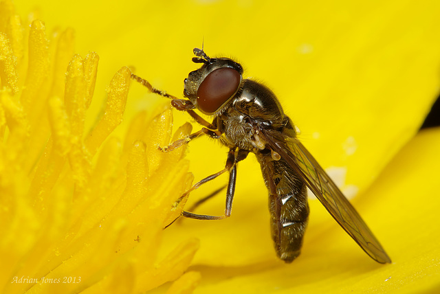 Hoverfly