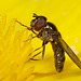 Hoverfly