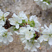 Victoria Plum Blossom
