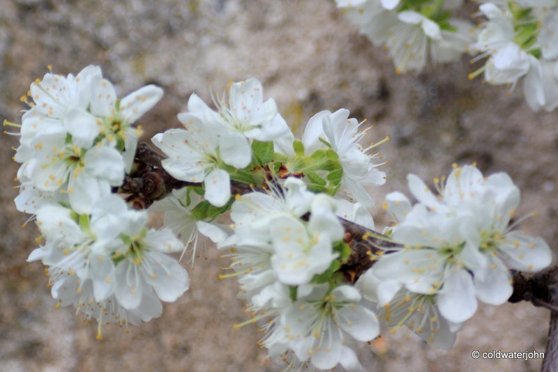 Victoria Plum Blossom