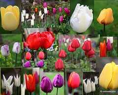 2011 04 211 tulip collage