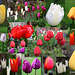 2011 04 211 tulip collage