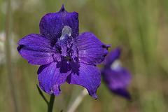 Menzies' Larkspur