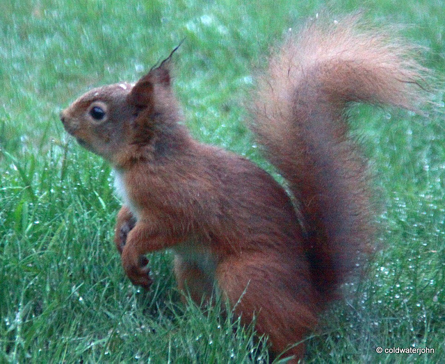 Red Squirrel