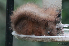 Red Squirrel raiding the bird feeder