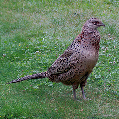 Hen pheasant at breakfast